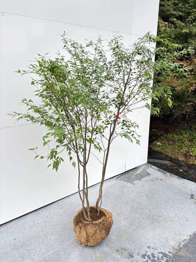 ねこがみ 美しい樹形が魅力 山採り ハイノキ 株立 663 樹高1.5m位