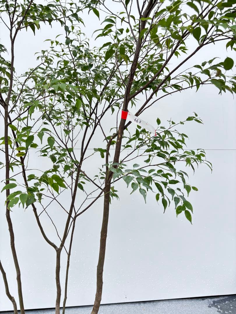 ねこがみ 美しい樹形が魅力 山採り ハイノキ 株立 663 樹高1.5m位