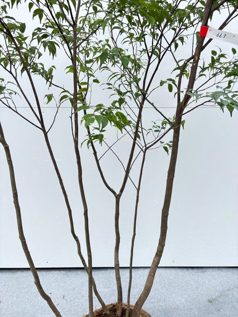 ねこがみ 美しい樹形が魅力 山採り ハイノキ 株立 663 樹高1.5m位