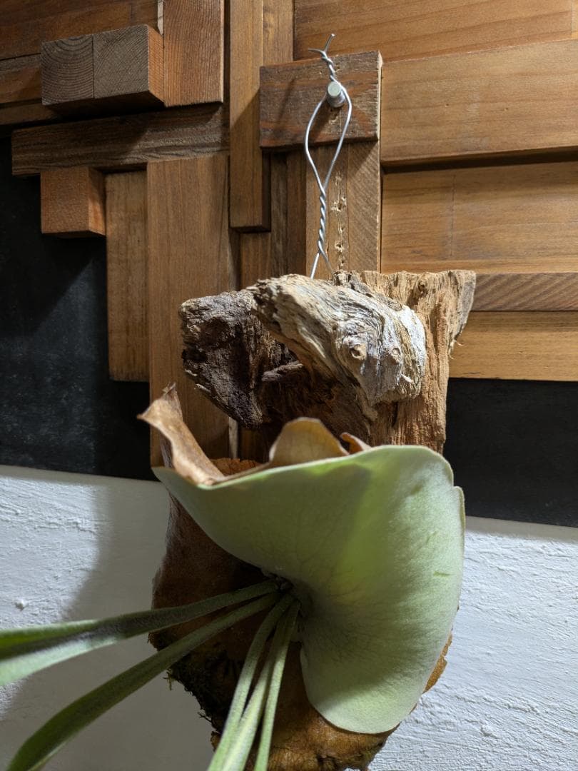 ハナ様ご依頼分プラティケリウム アルシコルネ＋チャイナビーン＋ヘテロクラダ