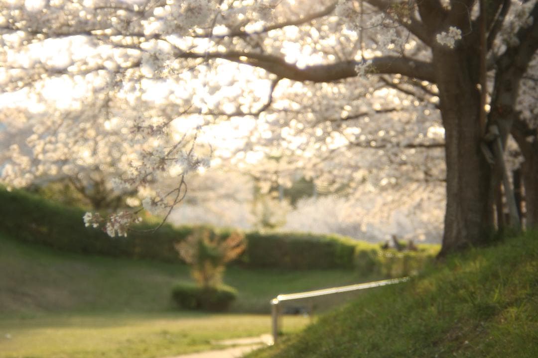 【整備済】 Canon AV-1 黒 FD 50mm F/1.8 付属品有 19