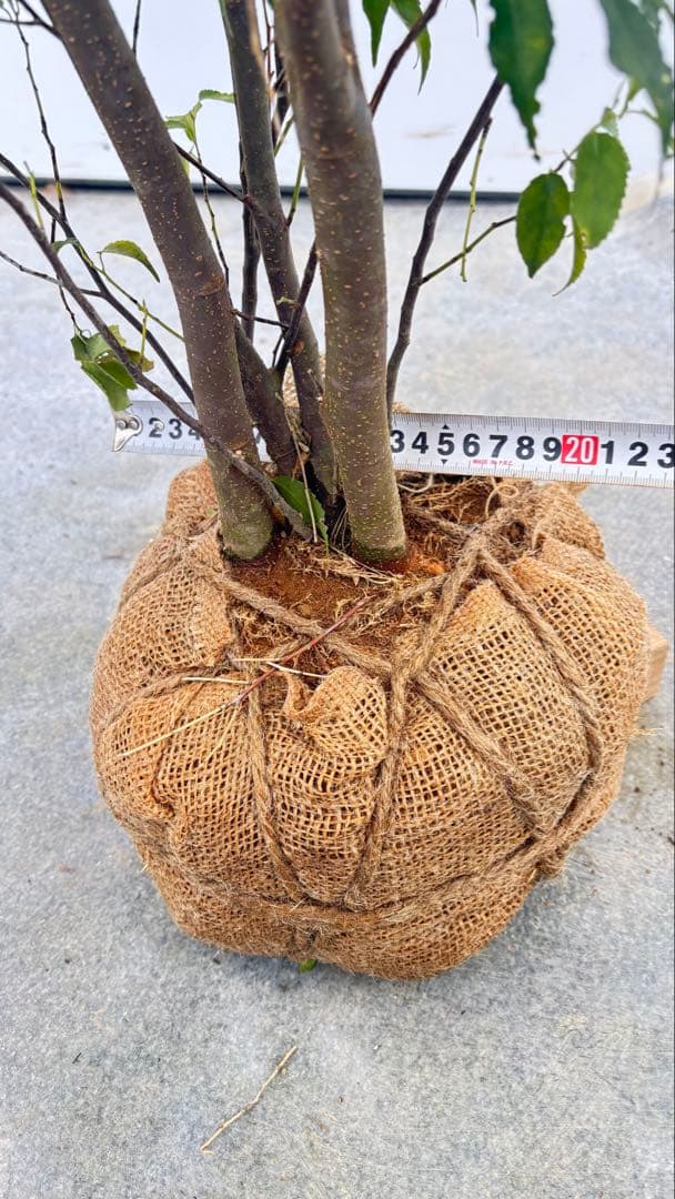 格安出品 早い者勝ち 良形の ハイノキ 株立 720 樹高1.6m位 高級樹