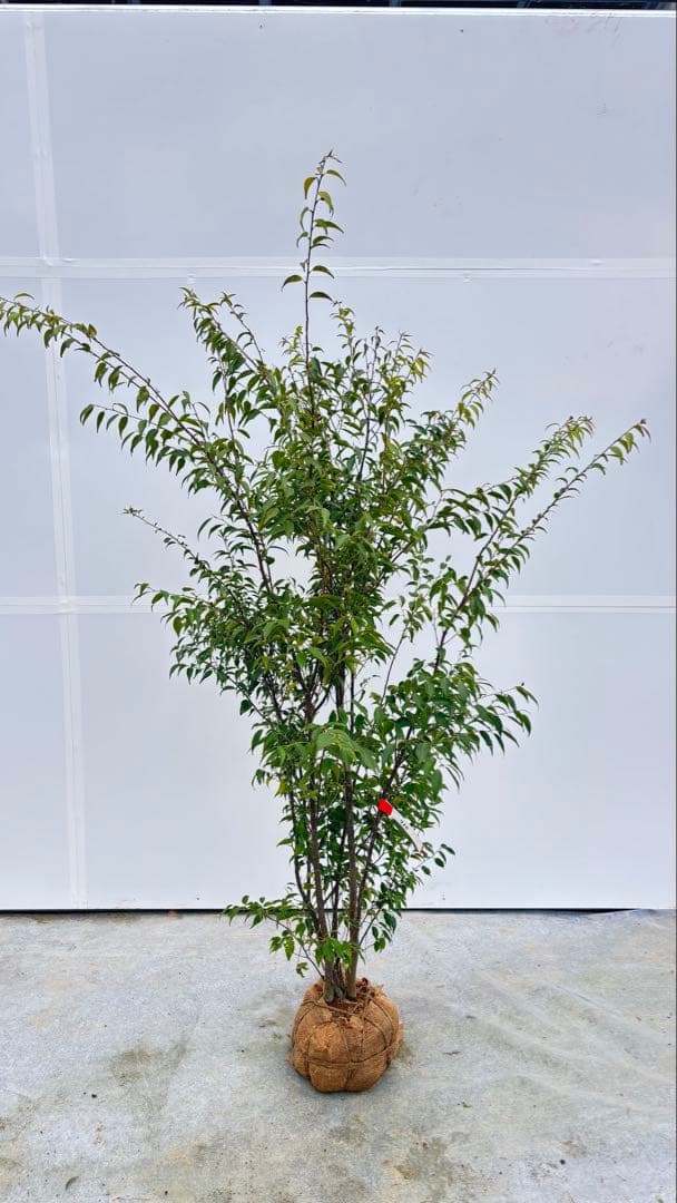 格安出品 早い者勝ち 良形の ハイノキ 株立 720 樹高1.6m位 高級樹