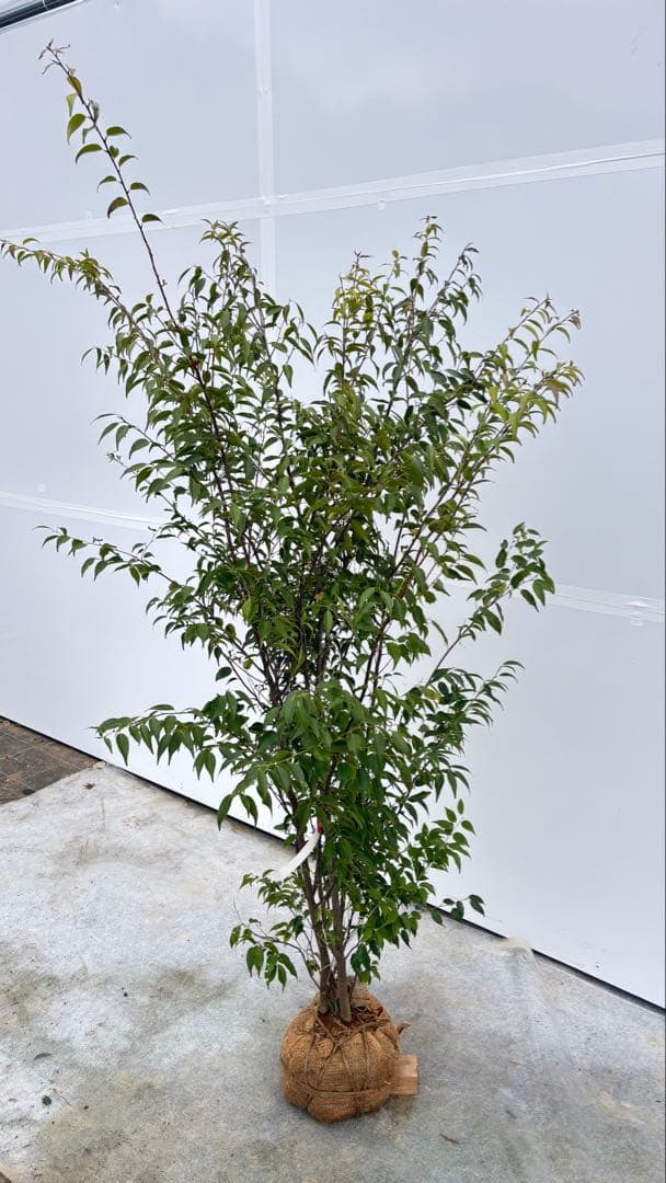 格安出品 早い者勝ち 良形の ハイノキ 株立 720 樹高1.6m位 高級樹