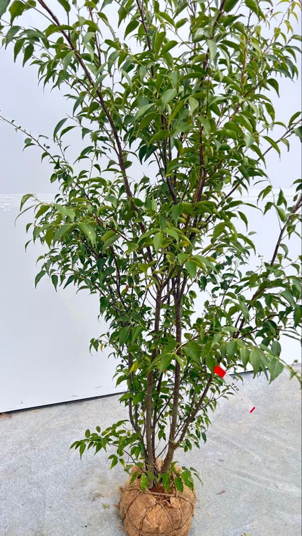 格安出品 早い者勝ち 良形の ハイノキ 株立 720 樹高1.6m位 高級樹