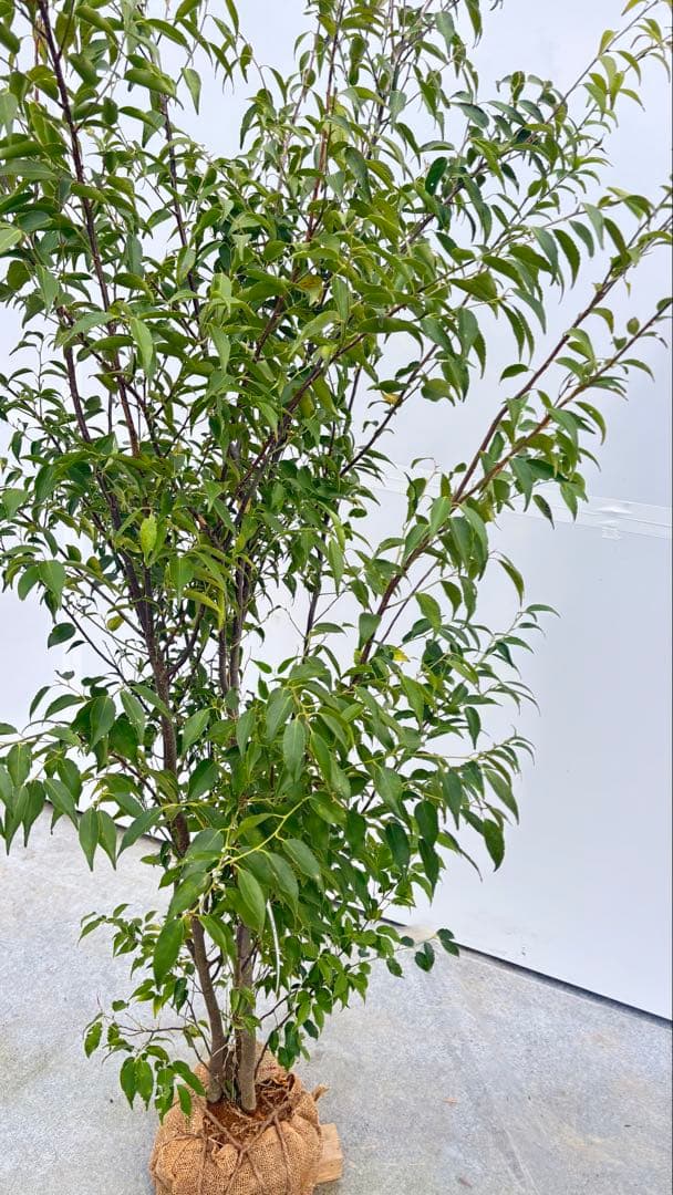 格安出品 早い者勝ち 良形の ハイノキ 株立 720 樹高1.6m位 高級樹