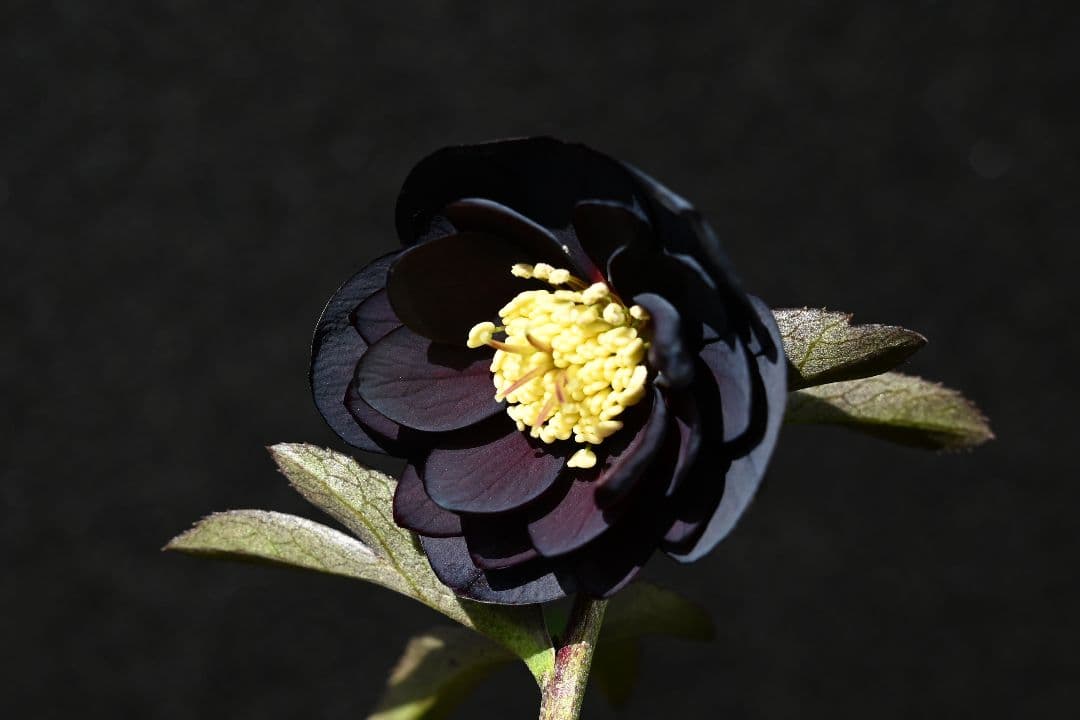 クリスマスローズ　訳あり！認定美黒姫　加藤農園