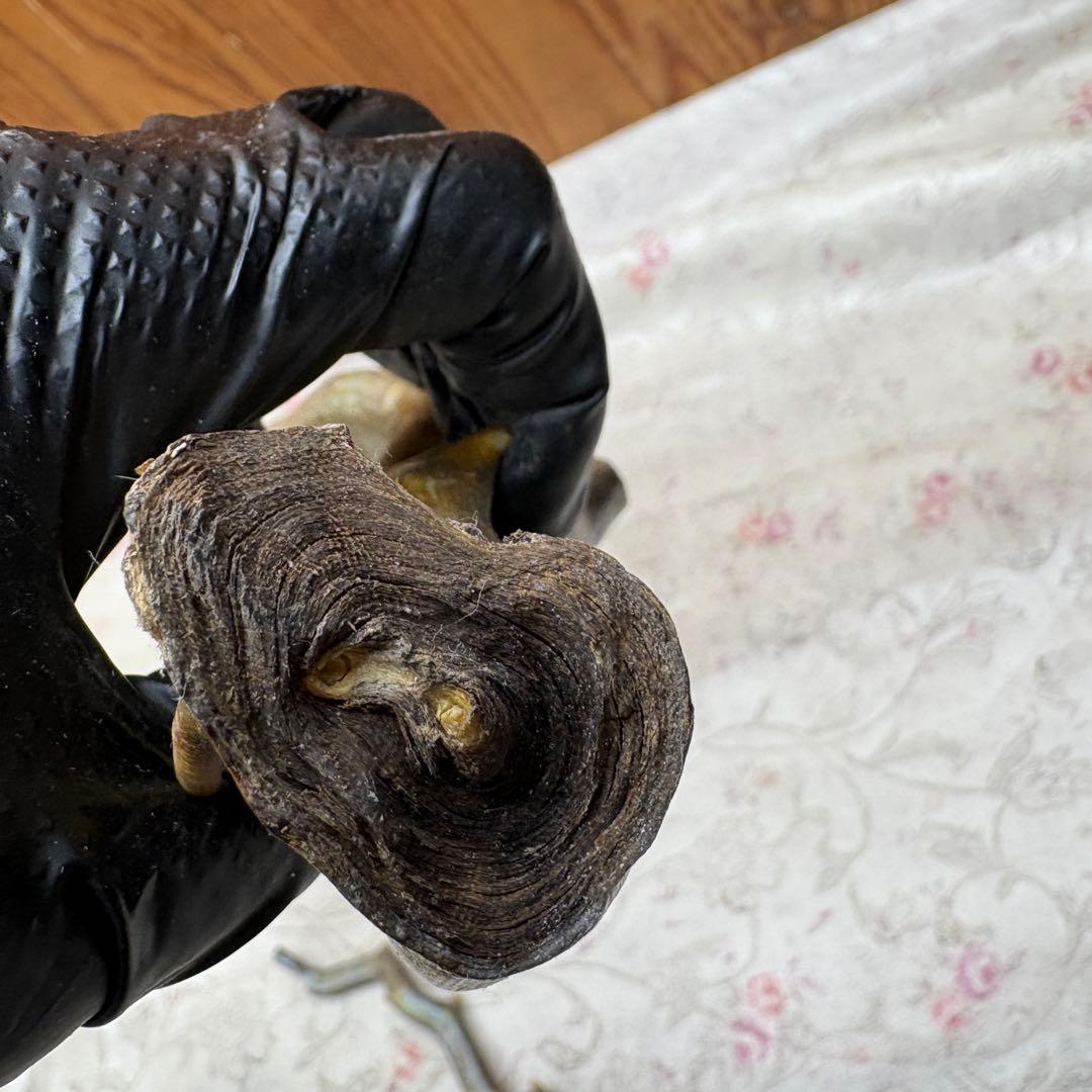 海松　深海松　レインボーコーラル　置物　素材