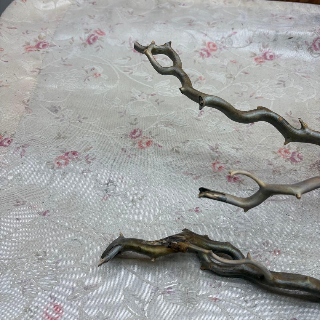 海松　深海松　レインボーコーラル　置物　素材