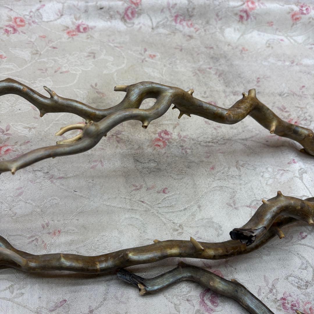 海松　深海松　レインボーコーラル　置物　素材