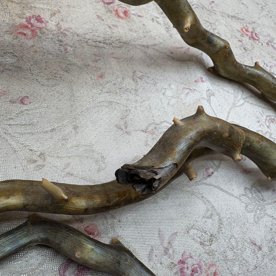 海松　深海松　レインボーコーラル　置物　素材