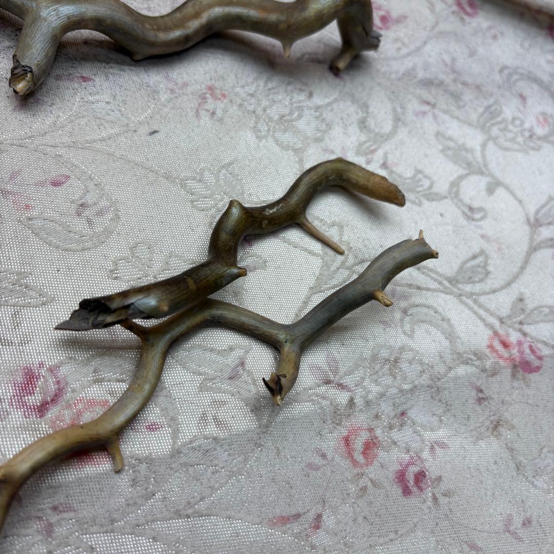 海松　深海松　レインボーコーラル　置物　素材