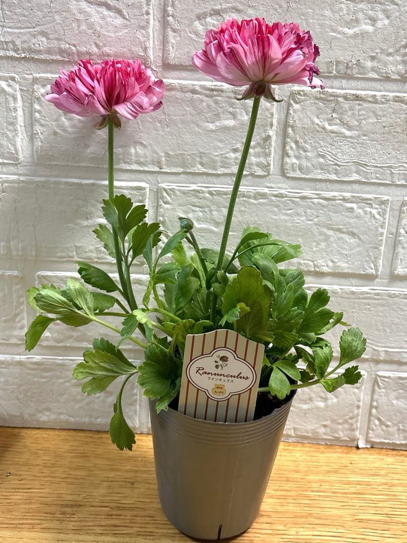 ako325ラナンキュラスラックス♡イカロス他計8点♡メルカリ便