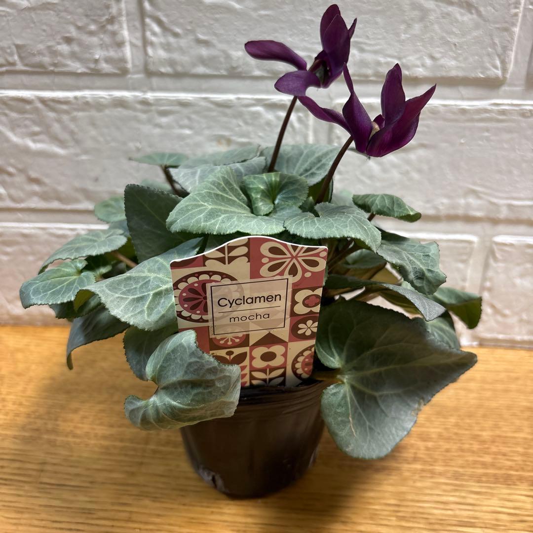 ako325ラナンキュラスラックス♡イカロス他計8点♡メルカリ便