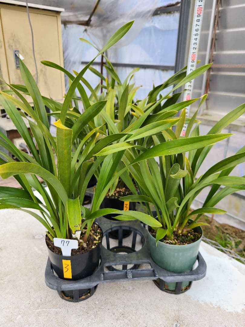 ミスマフェット。花芽3個。5鉢セット。蜜蜂誘引蘭。日本蜜蜂