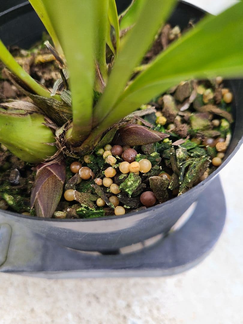 ミスマフェット。花芽3個。5鉢セット。蜜蜂誘引蘭。日本蜜蜂