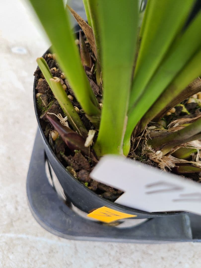 ミスマフェット。花芽3個。5鉢セット。蜜蜂誘引蘭。日本蜜蜂