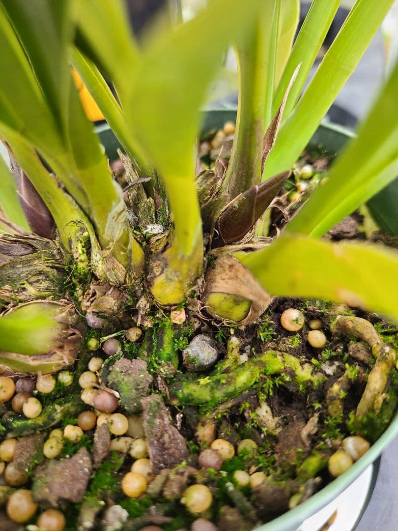 ミスマフェット。花芽3個。5鉢セット。蜜蜂誘引蘭。日本蜜蜂