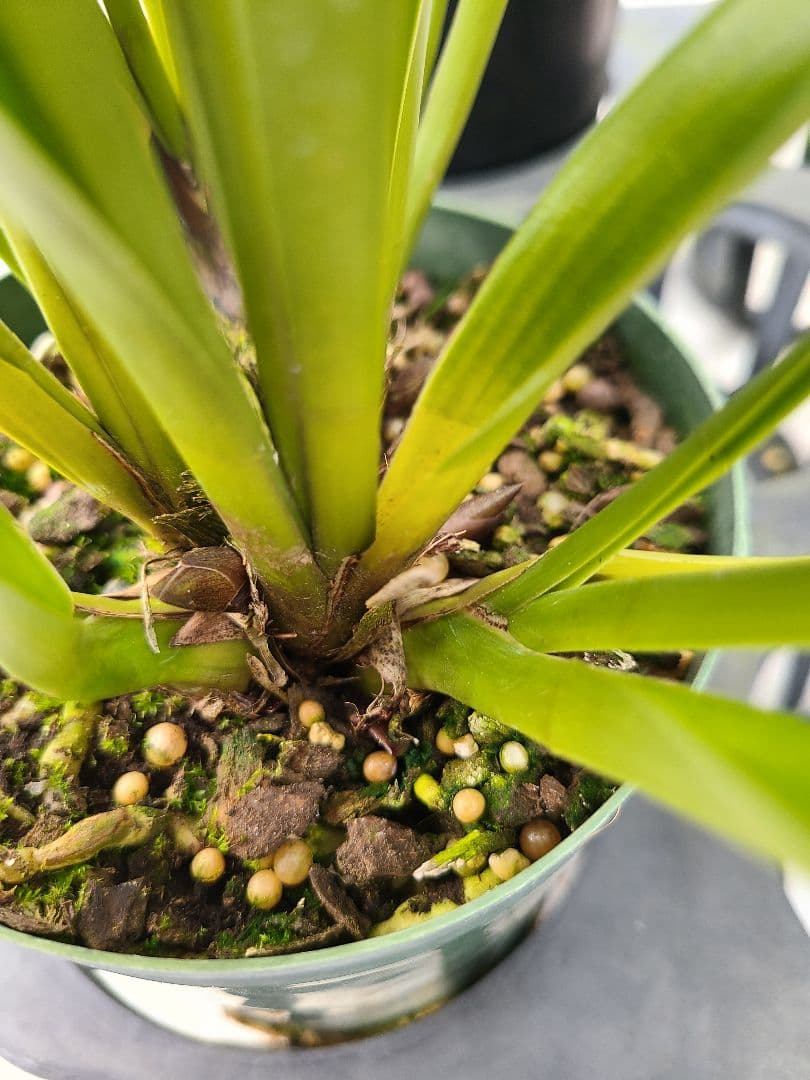 ミスマフェット。花芽3個。5鉢セット。蜜蜂誘引蘭。日本蜜蜂