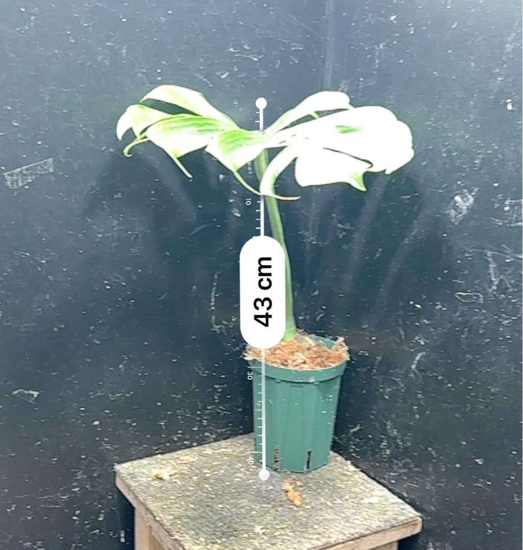 k*j様 モンステラデリシオーサマクロコズム超希少系統鉢植え47㎝