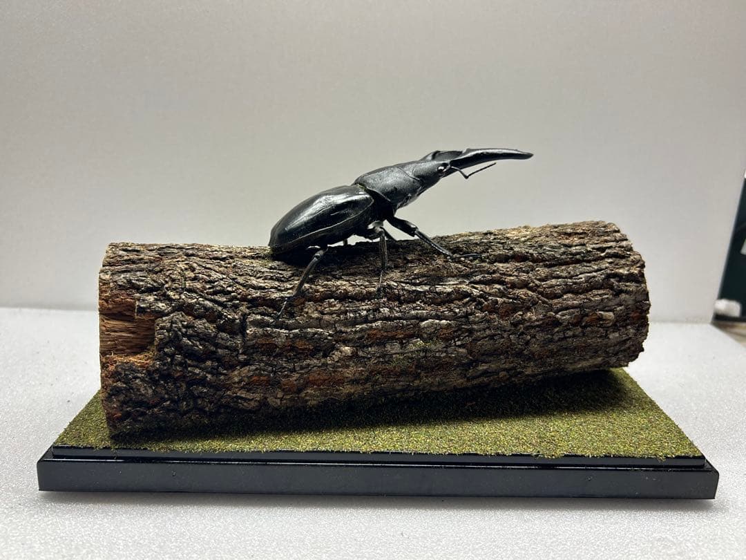 タ*カ様 LIVE標本　パラワンオオヒラタ　109.2mm 超特大