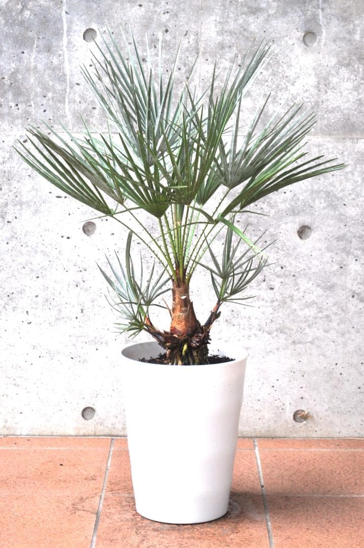 チャメロプス セリフェラ 87cm 8号