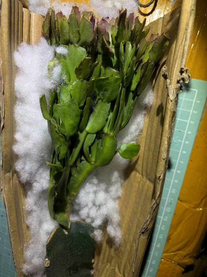 【§プロフ読んでね§】シャコバサボテン　赤羽＋黄羽＋白蓮 　接木