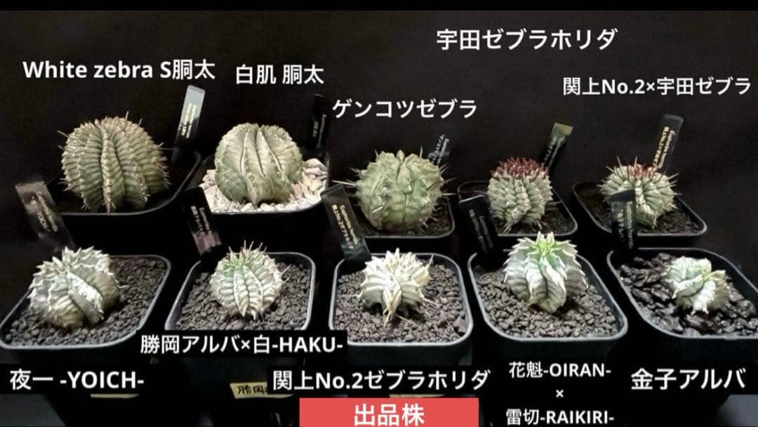 ま*ゃ様 ユーフォルビアホリダ 関上No.2ゼブラホリダ 純血統 カキ子