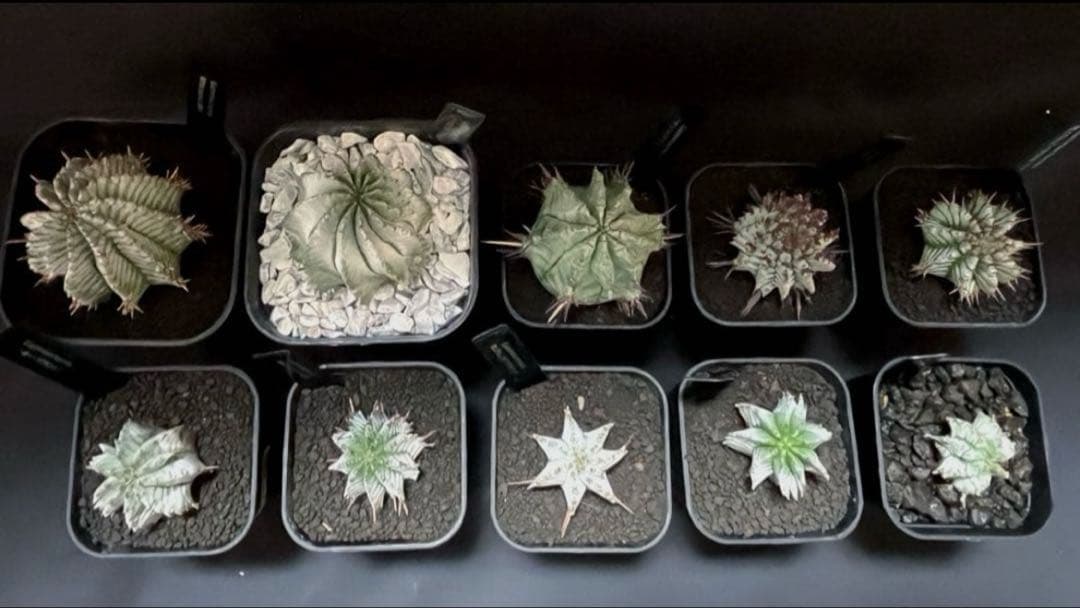 ま*ゃ様 ユーフォルビアホリダ 関上No.2ゼブラホリダ 純血統 カキ子