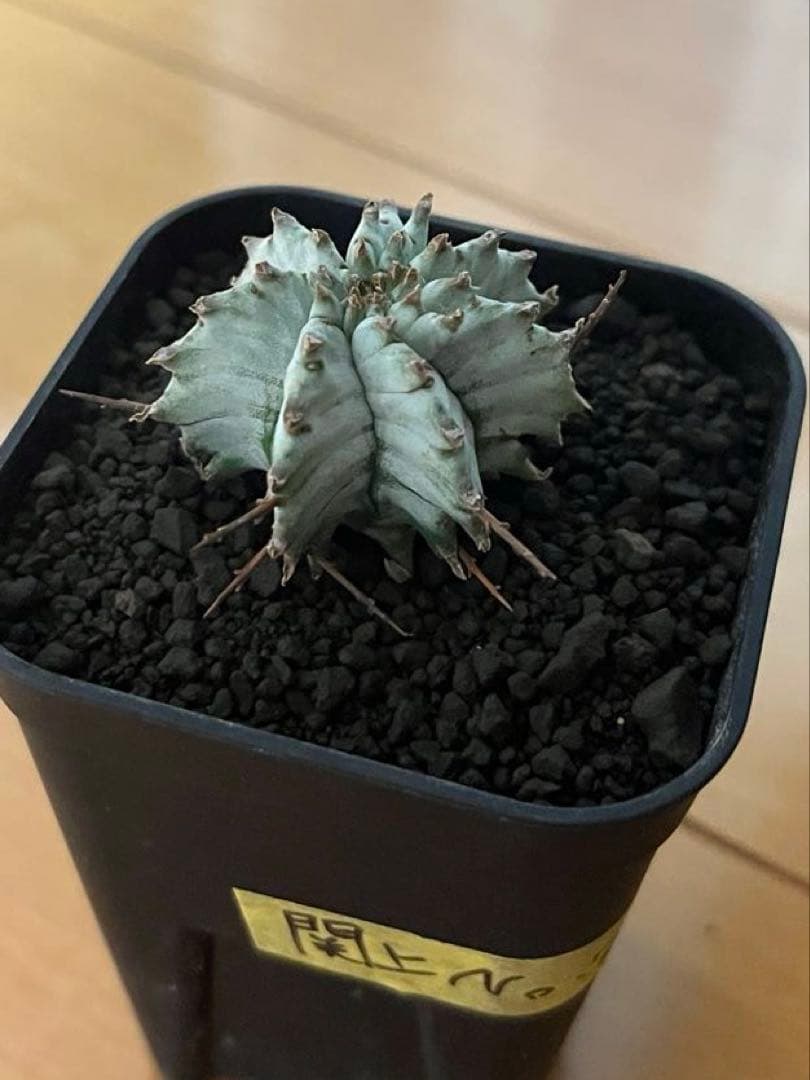 ま*ゃ様 ユーフォルビアホリダ 関上No.2ゼブラホリダ 純血統 カキ子