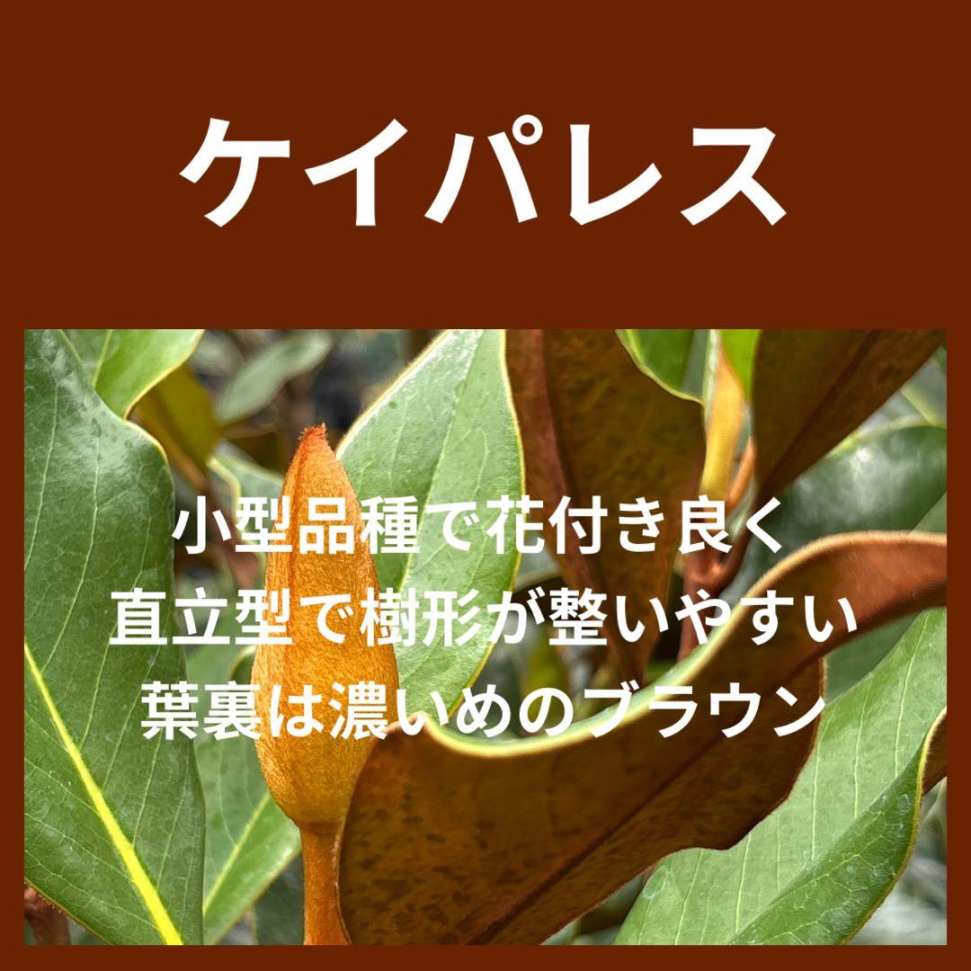 41. ケイパレス マグノリア 泰山木 タイサンボク 苗 苗木 小型品種