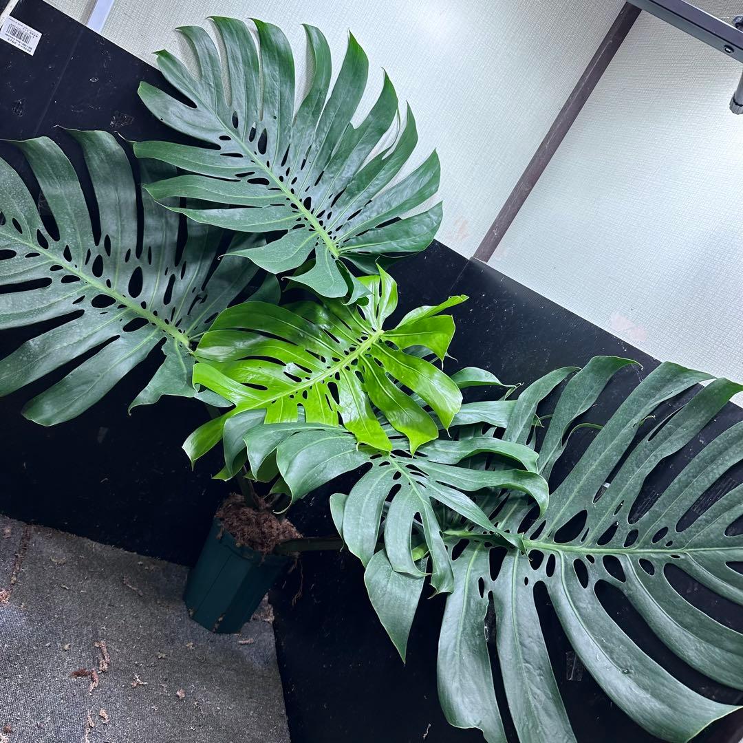 g*n様 モンステラデリシオーサマクロコズム超超大株超希少系統鉢植え高さ101㎝