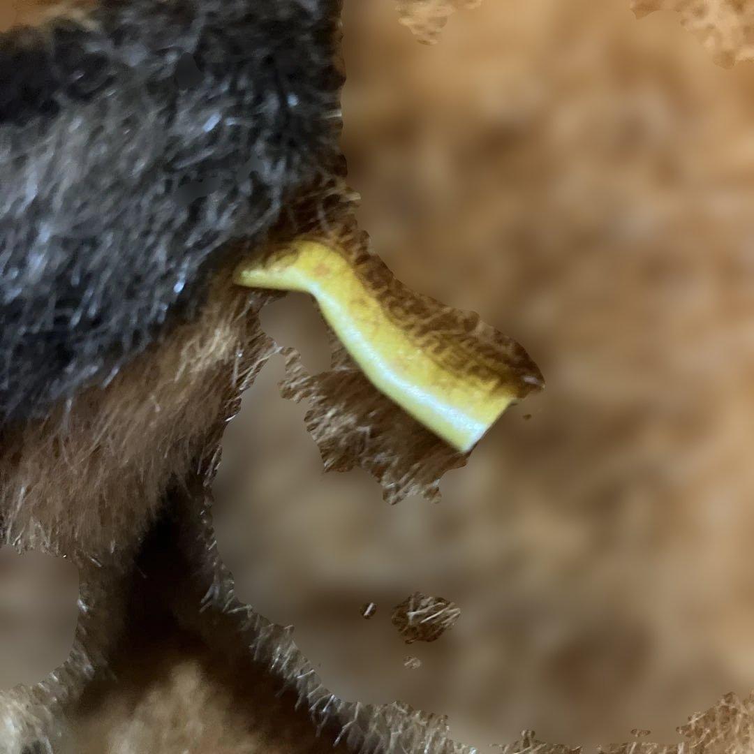 【希少】ハローキティ　リスキティ　ぬいぐるみ　着ぐるみ　２００４年