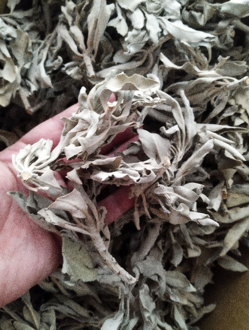 激安価格タイムセール☆無農薬ホワイトセージ枝付きクラスター1KG業務用価額