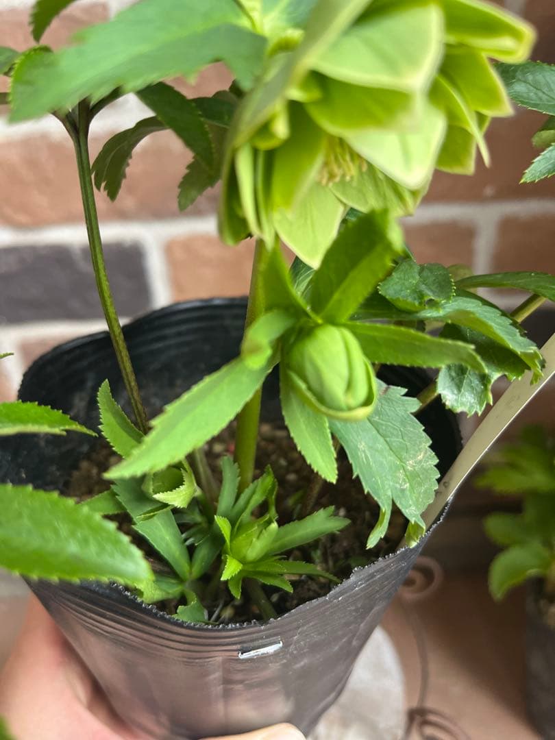 クリスマスローズ　一茶　認定　曽田園芸