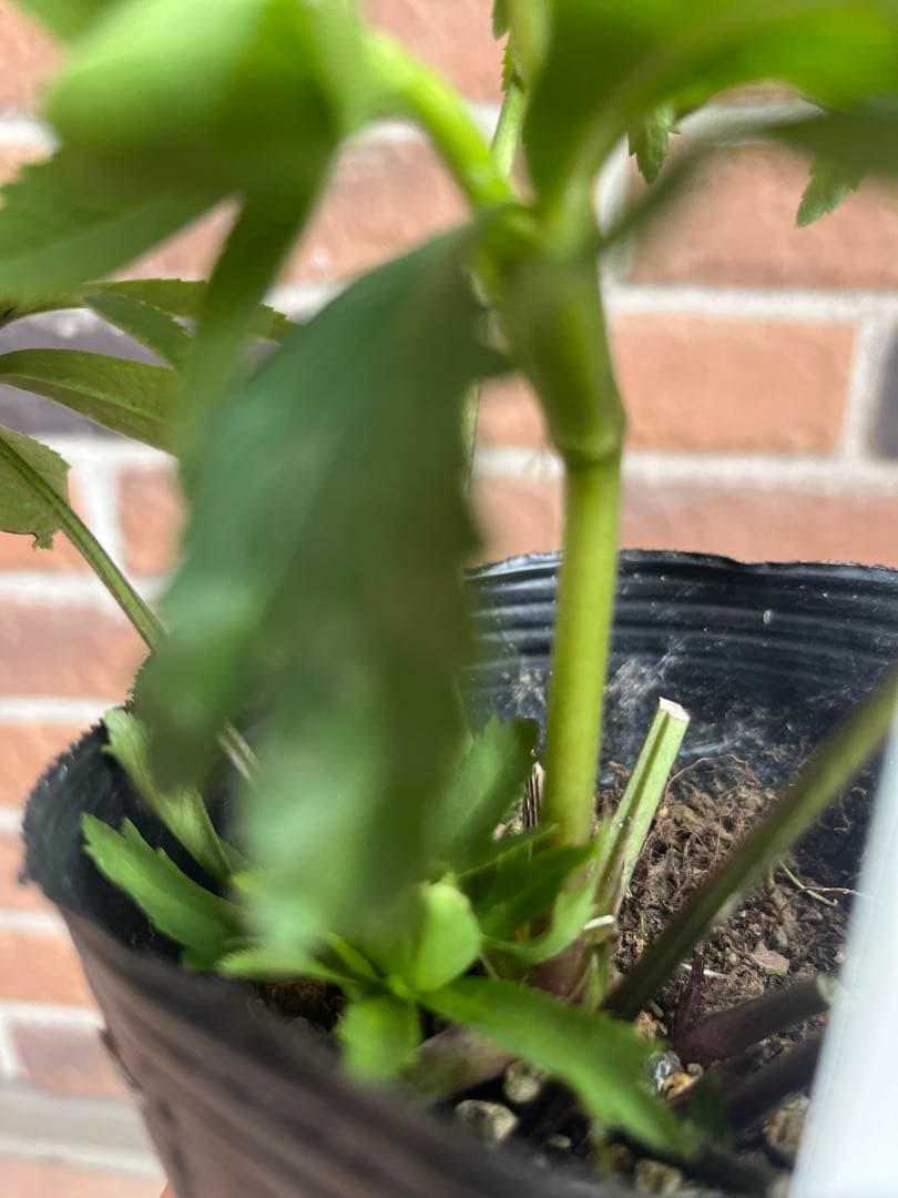 クリスマスローズ　一茶　認定　曽田園芸