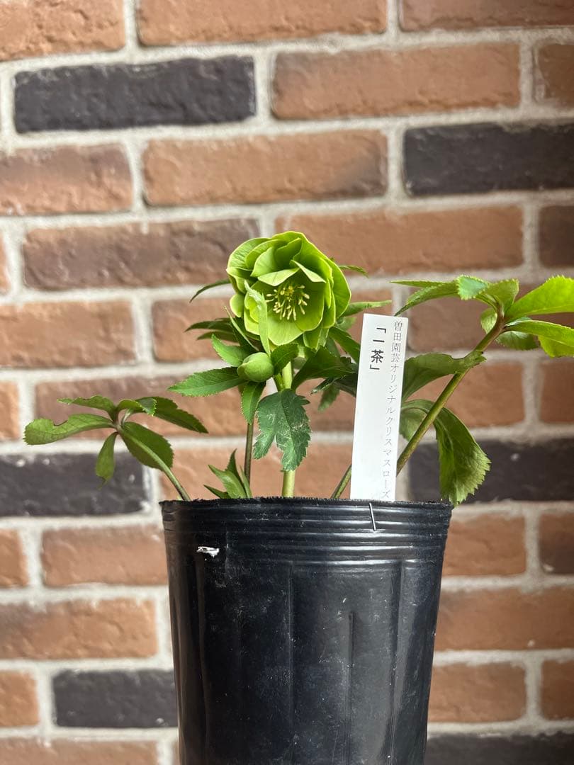 クリスマスローズ　一茶　認定　曽田園芸