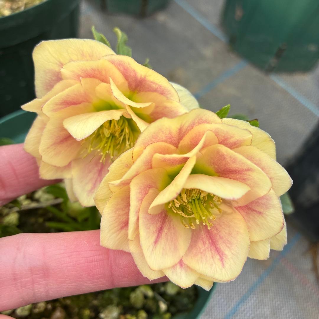 専用⭐︎　クリスマスローズ　難あり　イエローグラデーション　５寸