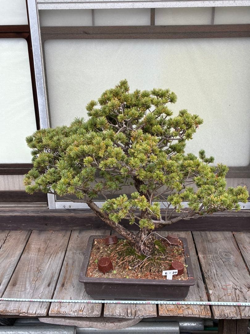 俊*様 ★盆栽★ 赤石五葉松　E- 20 樹齢70年以上　★愛媛県より発送★