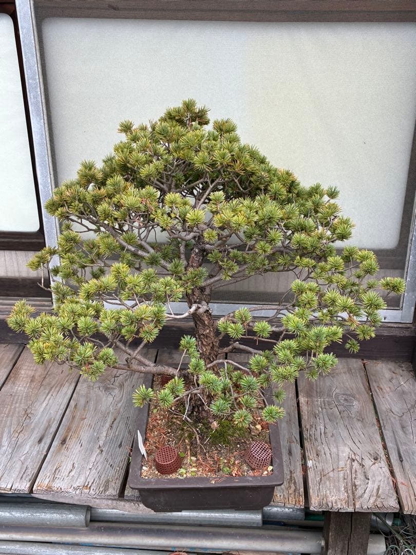 俊*様 ★盆栽★ 赤石五葉松　E- 20 樹齢70年以上　★愛媛県より発送★