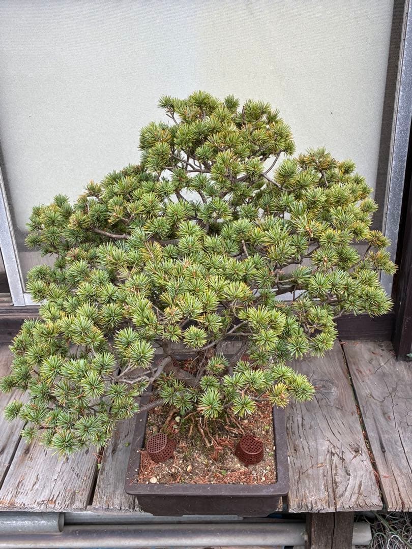俊*様 ★盆栽★ 赤石五葉松　E- 20 樹齢70年以上　★愛媛県より発送★