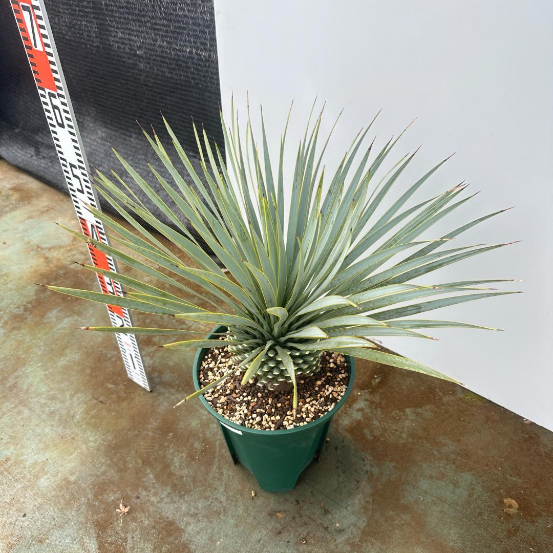 ユッカ　ロストラータ【24-659】シルバーブルー