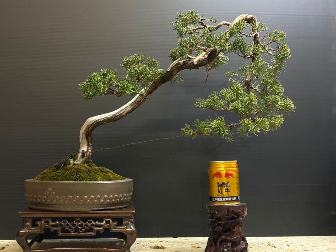 m*k様 [サービスオークション盆栽]真柏