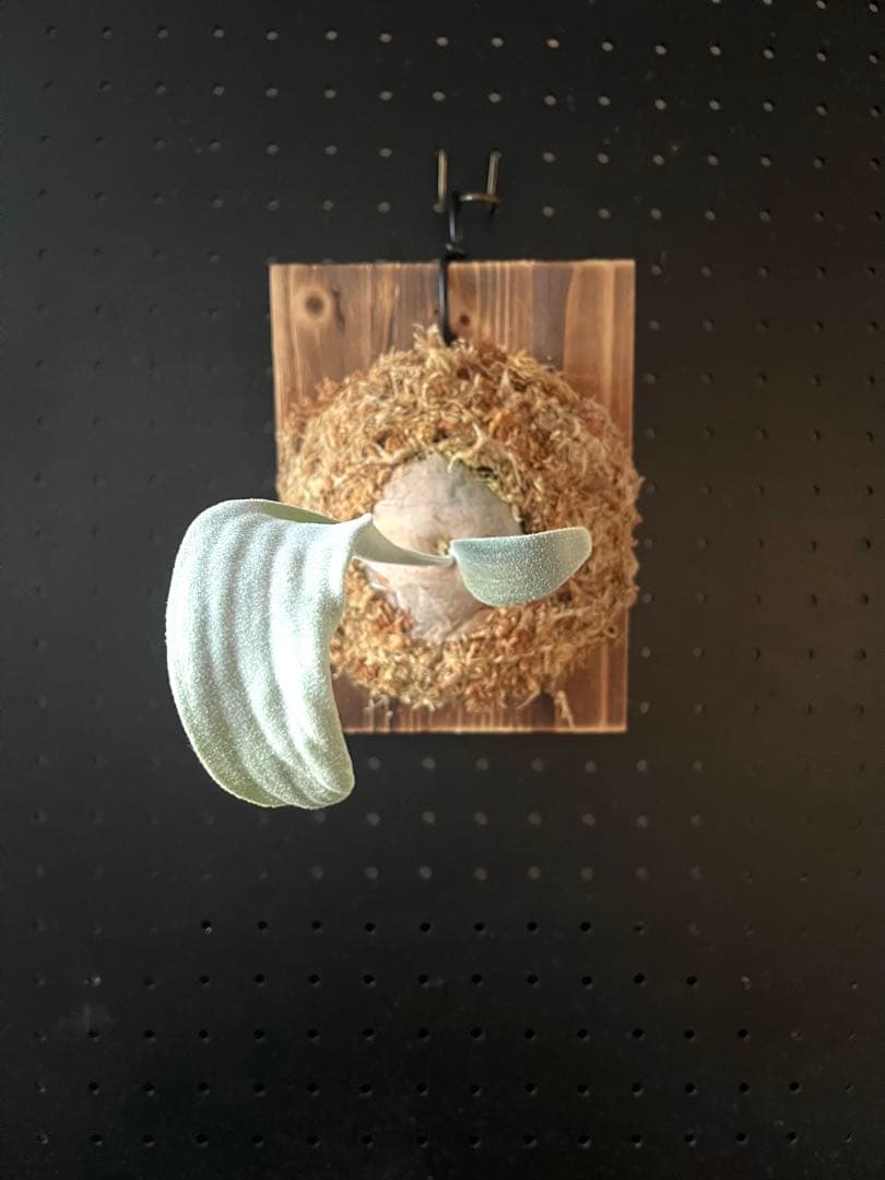 ビカクシダ P.veitchii High Finger Wide Leave ILF OC