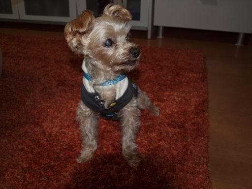 【希少】単焦点シネマレンズ　美品