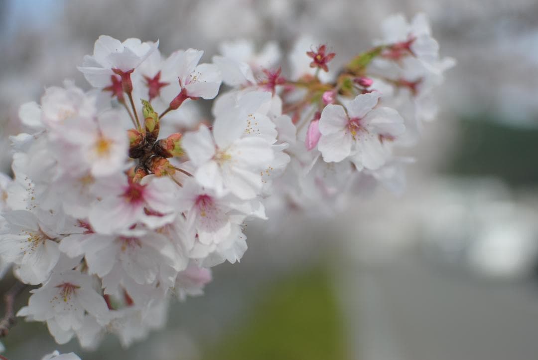 Nikon 一眼レフカメラ純正レンズ3本（標準/望遠/単焦点35mm F1.8）