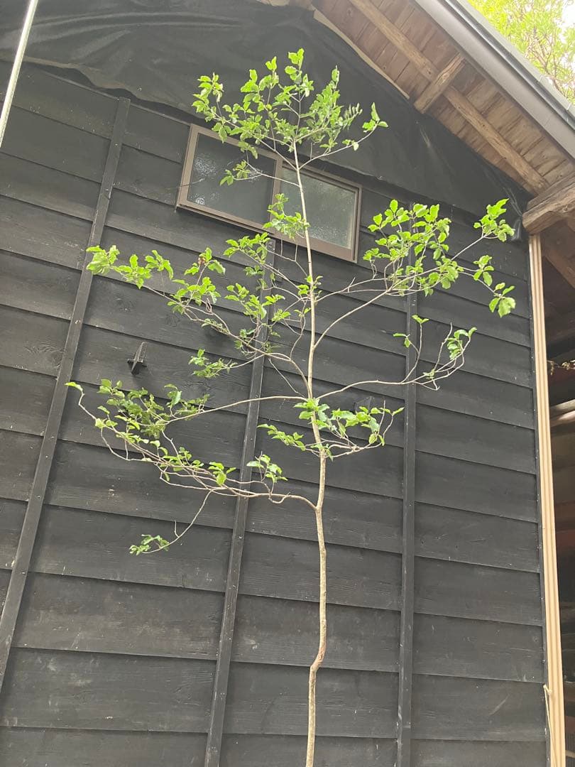 山採り　ソヨゴ　雌雄不明