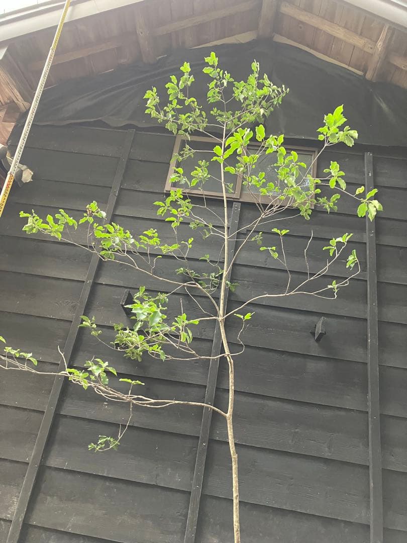 山採り　ソヨゴ　雌雄不明