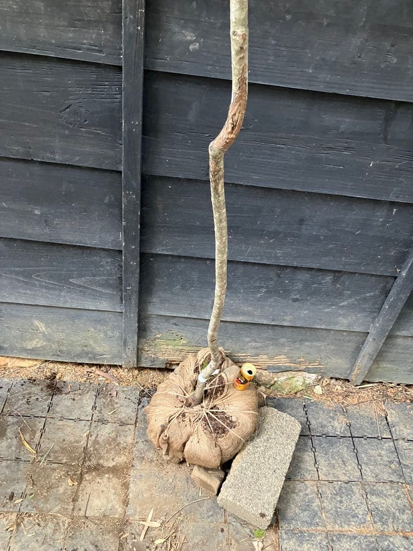 山採り　ソヨゴ　雌雄不明