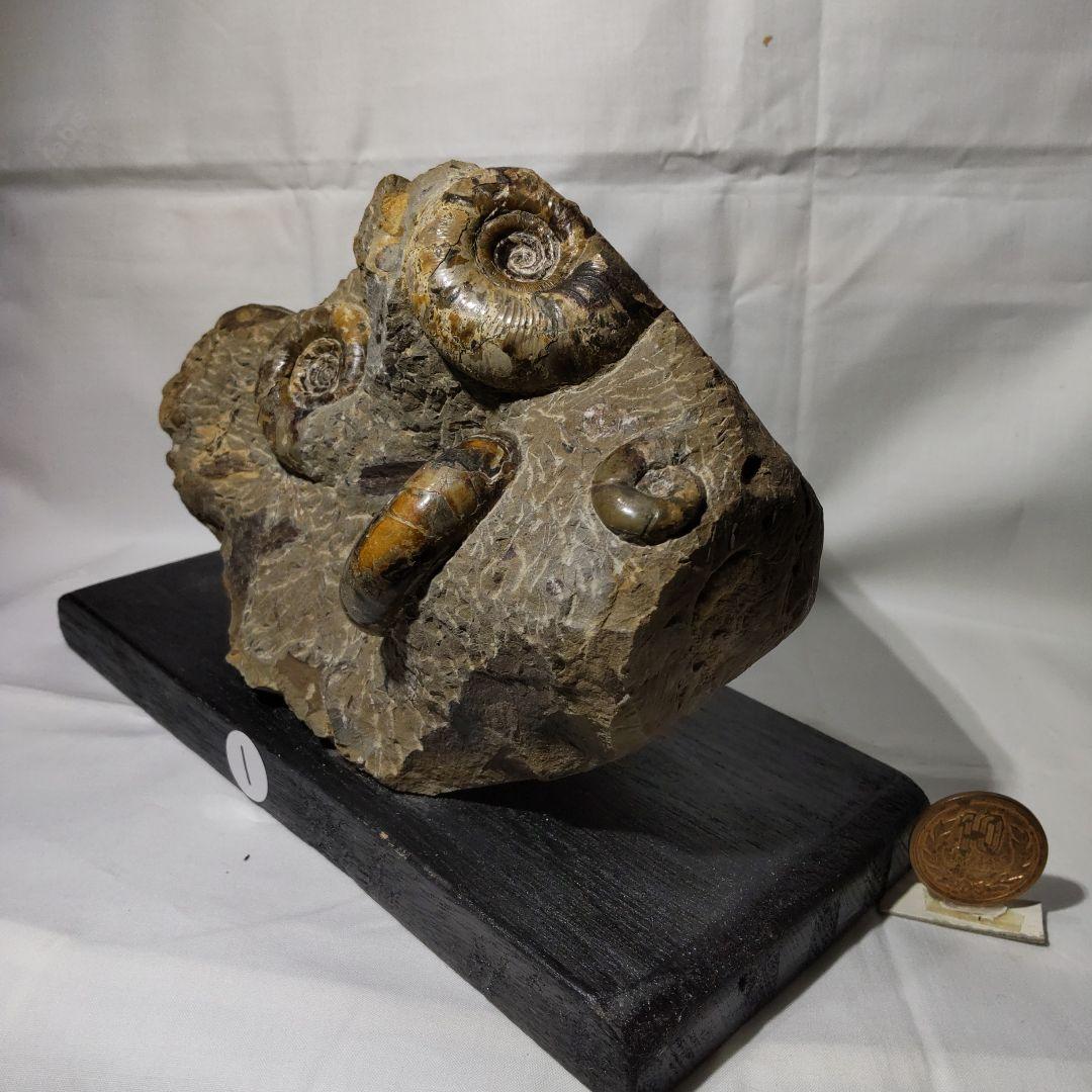 北海道アンモナイト化石、正常巻代表選手２種類が数個寄り添う２点＋資料4点